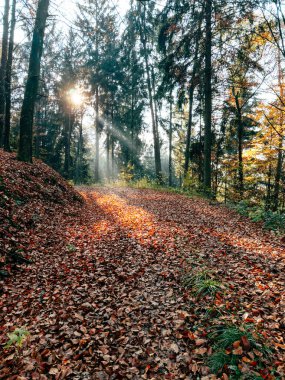 Sunlight illuminates a forest path covered in vibrant autumn leaves. Tall trees surround the area, creating a serene and peaceful atmosphere during the season. clipart