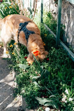 Golden retriever renkli çiçeklerle dolu bir çiçek bahçesini kokluyor. Sahne baharın özünü yakalıyor, taze yeşillik ve çiçek çeşitliliği ile..