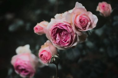 Ev bahçesindeki pembe güllerin kasvetli koyu fotoğrafı.