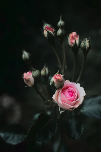 Ev bahçesindeki pembe güllerin kasvetli koyu fotoğrafı.