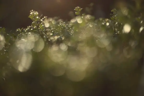 Verträumte Dunstige Bokeh Gefüllt Horizontale Bild Von Kleinen Immergrünen Pflanzen — Stockfoto