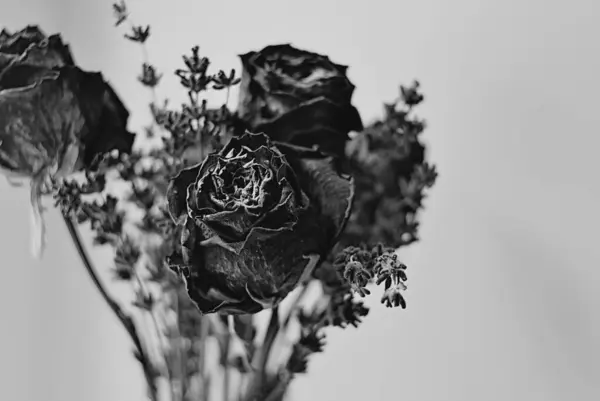Black and white filmlike high contrast image of dried roses and lavender