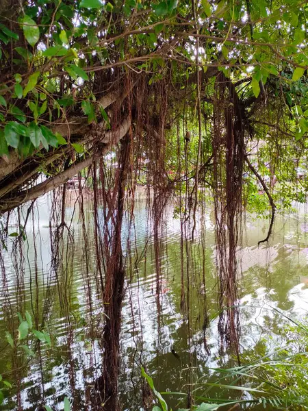 Stock image Trees with banyan trees growing on the edge of the pond  Keep the branches and leaves above the tree.  The atmosphere is shady and pleasing to the eyes.