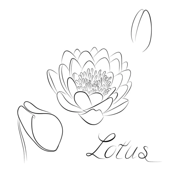 Desenho Linha Contínua Line Art Lotus Vector Conjunto Design Minimalista — Vetor de Stock