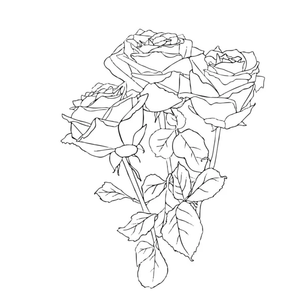 Малюнок Безперервної Лінії Лінійний Арт Букет Троянд Вектор — стоковий вектор