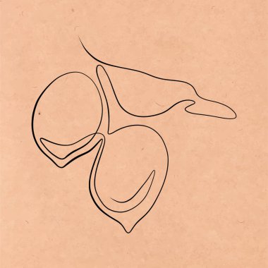 Sürekli çizgiler çiziyor. Çizgi sanatı bir dala sürekli limon çiziyor. Kraft kağıt üzerinde vektör minimalist yüzyılın ortalarında tasarım