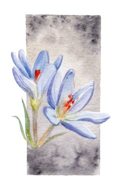 Çiçeklerin suluboya çizimi - suluboya arka planda crocus. Kartpostal, kartvizit, davetiye ve tasarımınız için şablon
