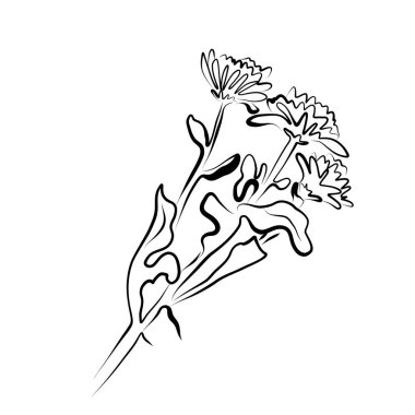 Çizgi çizme. Kasımpatı çiçeği buketi çizgisi. Vektör minimalist tasarımı