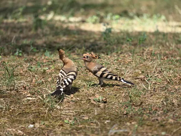 stock image Hoopoe birds on grass in park