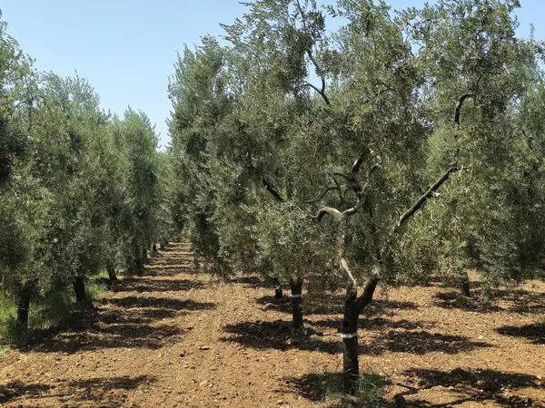 Bahçedeki zeytin ağaçları, doğa