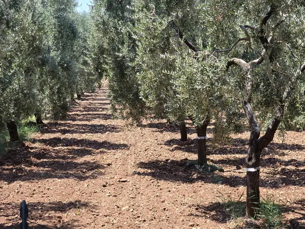 Bahçedeki zeytin ağaçları, doğa