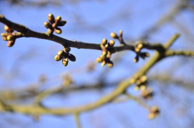 Güzel botanik fotoğrafı, doğal duvar kağıdı.