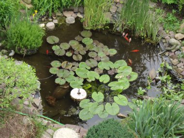 Bahçedeki güzel çiçekler