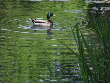 Sudaki ördekler, yaz konsepti