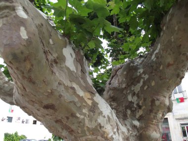 şehirde yeşil ağaç