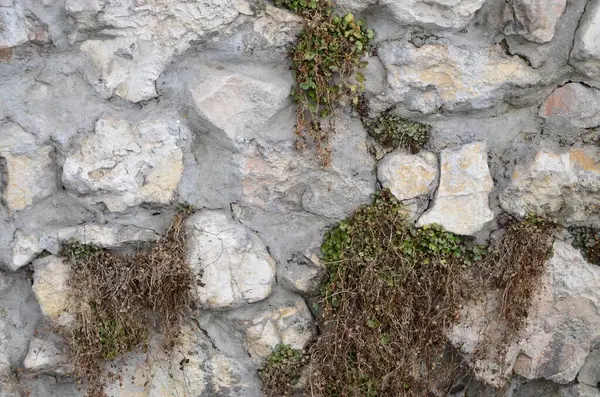 duvarda yeşil yosun