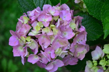 Bahçedeki pembe ortanca.