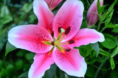 Güzel çiçekler, çiçek konsepti