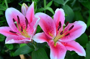 Güzel pembe çiçek