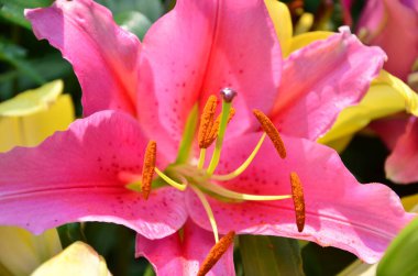 Bahçedeki güzel zambak çiçeği, yaz mevsimi, çiçekli arka plan