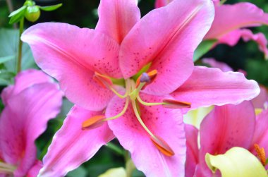 Yaz aylarında Bahçe pembe lily