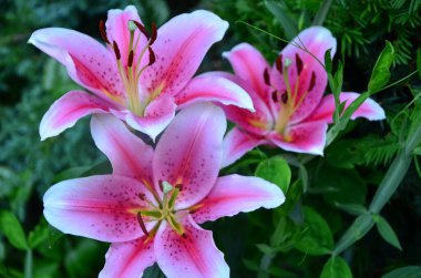 Bahçedeki güzel pembe çiçek