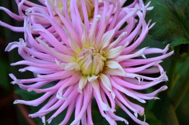 Bahçede pembe yıldız çiçeği