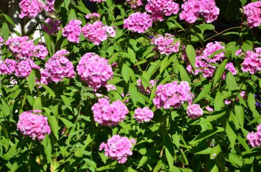 Bahçede kırmızı gül