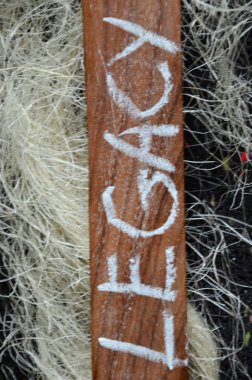 Tahtaya yazılmış kelime