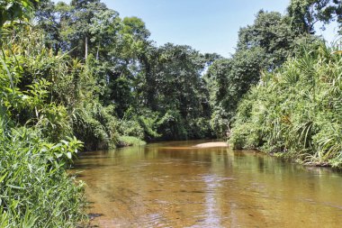 Atlantik Ormanı bahar bölgesi. Serra do Mar Park. Sao Paulo; Brezilya.