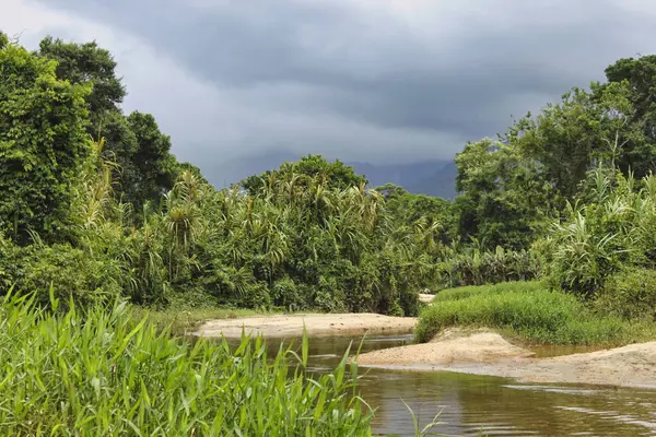 Atlantik Ormanı bahar bölgesi. Serra do Mar Park. Sao Paulo; Brezilya.