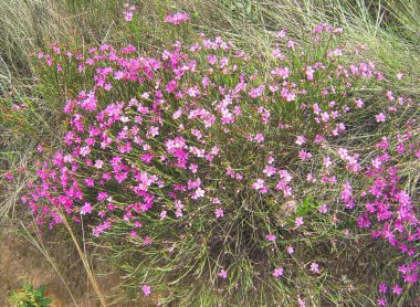 Brezilya çayırlarından ve savanadan kır çiçeklerinin arka planı