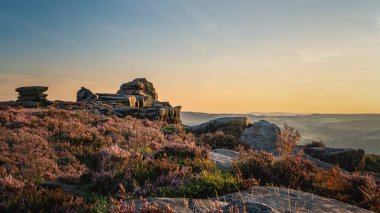 Surprise View, Peak District, İngiltere - 2023: Güneşli bir eylül öğleden sonra Peak District 'te kayalıkların arasında açan mor fundalık