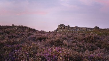 Surprise View, Peak District, UK - 2023: Purple heather blooms around the rocky outcrops in the Peak District as the sun sets and the skies turn purple clipart