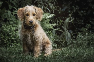 Sevimli LabrUK, Eylül 2022 Labradoodle köpek yavrusu, tasma takıyor, açık havada köpek yavrusu gibi oturuyor, tasma takıyor. Yüksek kalite fotoğraf