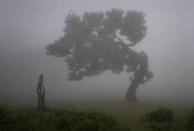 Madiera, 2024-06: Fanal ormanlarında bulutlarla kaplanmış büyük antik defne ağacı