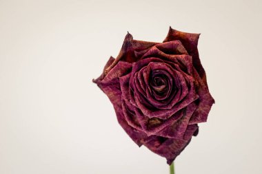 Koyu, mor-kahverengi yapraklı kurumuş bir gül, temiz beyaz bir arkaplanda izole edilir.