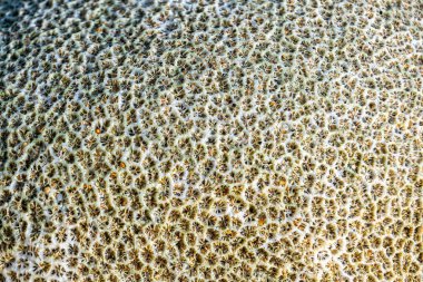 Mercan dokusuna yakından bakınca karmaşık desenler ve gözenekli bir yüzey ortaya çıkarak doğal güzelliğini ön plana çıkarıyor.