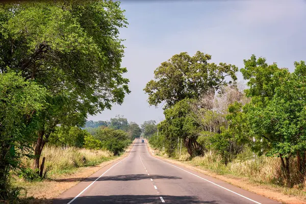 Yoğun yeşil ve uzun ağaçlarla çevrili, Kandula Milli Parkı 'nda gün ışığında yıkanmış düz bir yol.