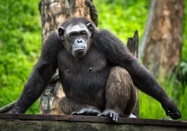 Vahşi doğadaki yetişkin şempanzeler..
