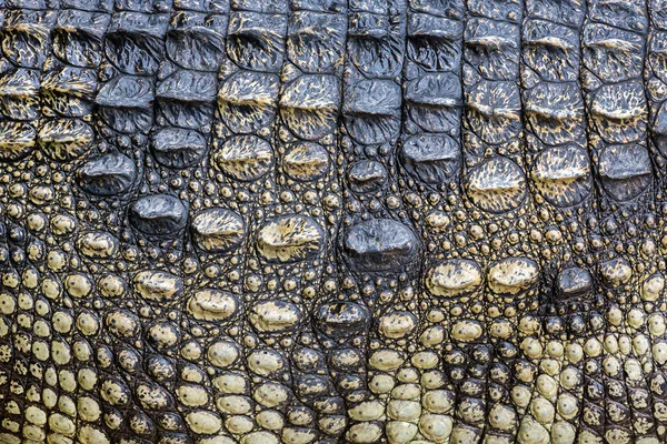 Bunte Muster Und Haut Des Krokodils — Stockfoto