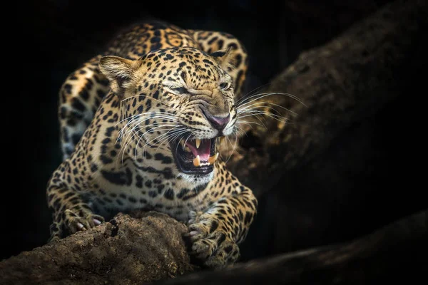 Леопард Ревет Древесине — стоковое фото