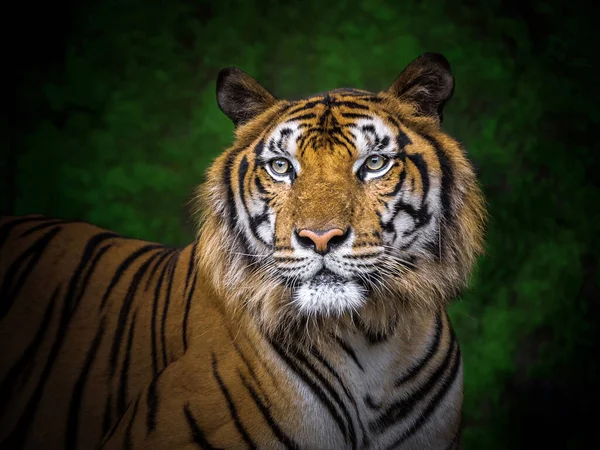 Piel Estampada Cara Del Tigre Indochino — Foto de Stock