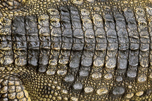 Colorful Patterns Crocodile Skin Background — Stock Photo, Image