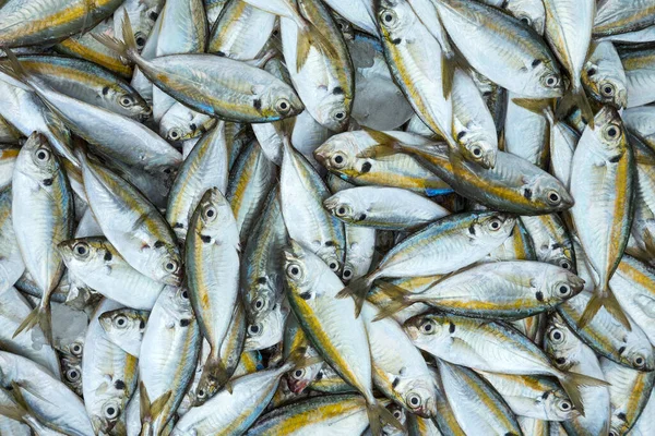 Fresh Sea Fish Sold Market — Stock Photo, Image