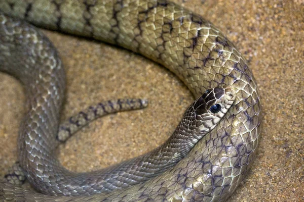 Восточная Крысиная Змея Песке — стоковое фото