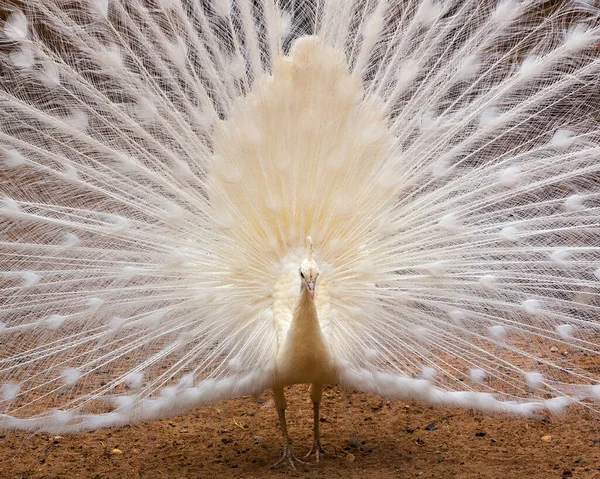 Manliga Vita Påfåglar Sprids Stjärtfjädrar — Stockfoto
