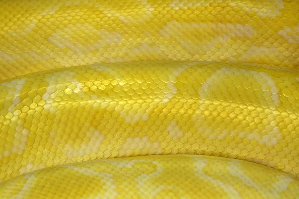 Padrões Coloridos Pele Ouro Reticulado Python Boa — Fotografia de Stock