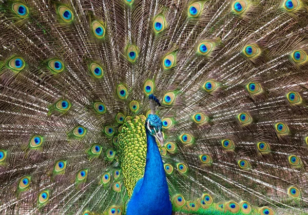 Φτερά Peacock Όμορφα Κατανεμημένα — Φωτογραφία Αρχείου