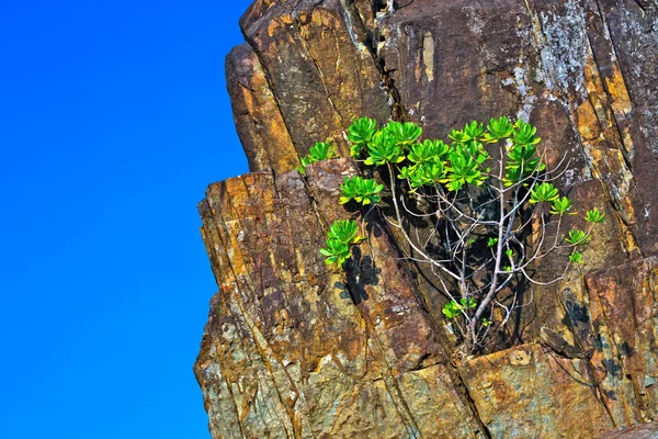 stock image Rock and sky trees for the background.